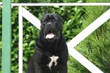 CANE CORSO 1458